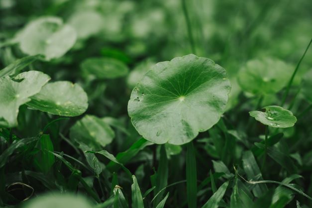 Centella Asiatica